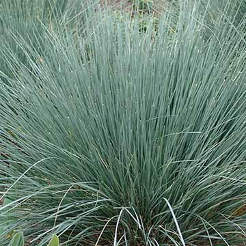 Blue Fescue &#39;Festuca&#39;