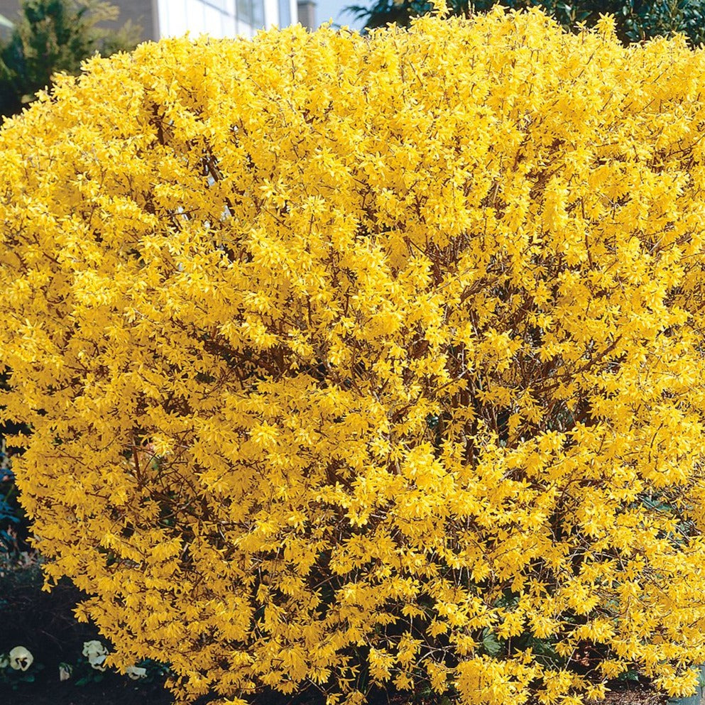 Forsythia Lynwood Gold