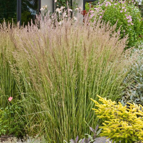 21+ Feather Reed Grass Colorado