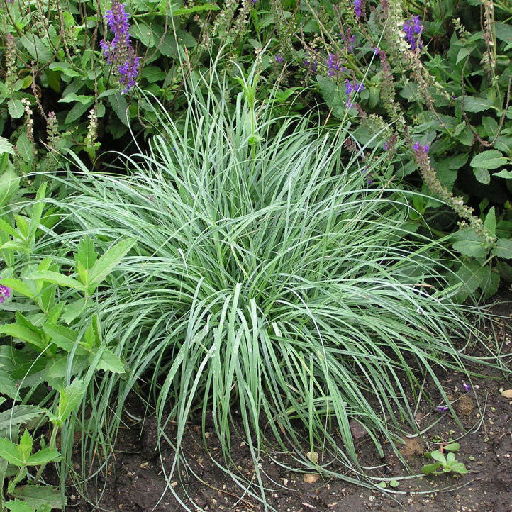 Carex &#39;Blue Zinger Sedge&#39; Grass