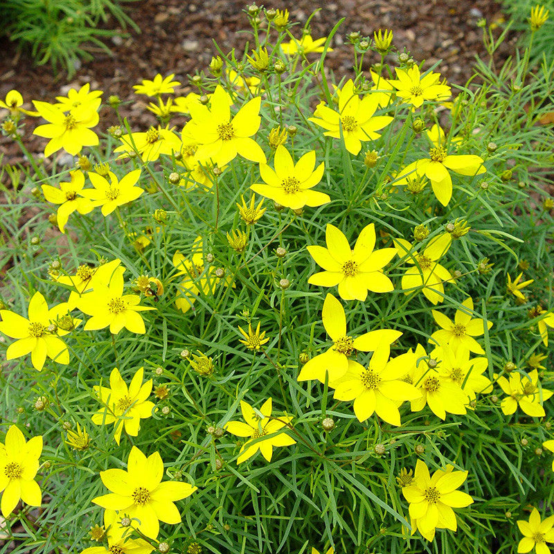 Coreopsis &#39;Zagreb&#39;