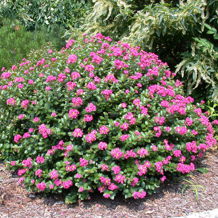 Crape Myrtle &#39;Pocomoke&#39;