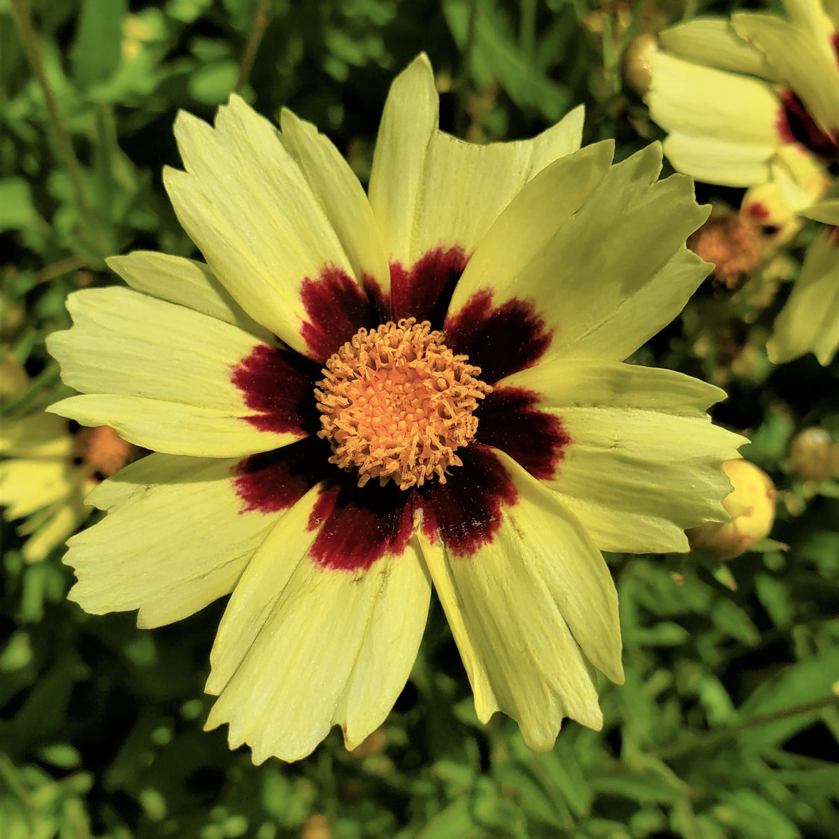 Coreopsis Uptick ‘Cream &amp; Red’