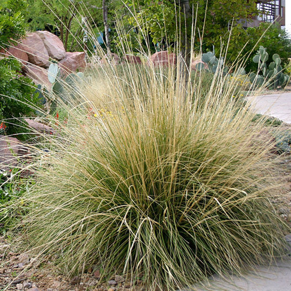 Deer Grass