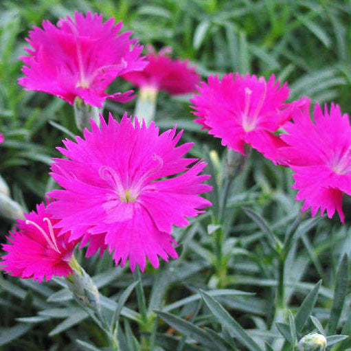 dianthus neon star