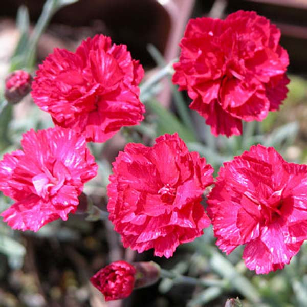 Dianthus 'Frost Fire' for Sale Online - The Greenhouse