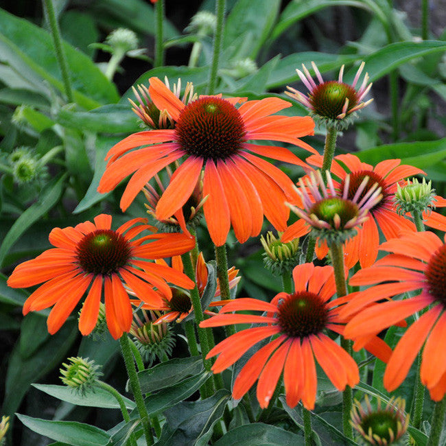 Echinacea &#39;Julia&#39;