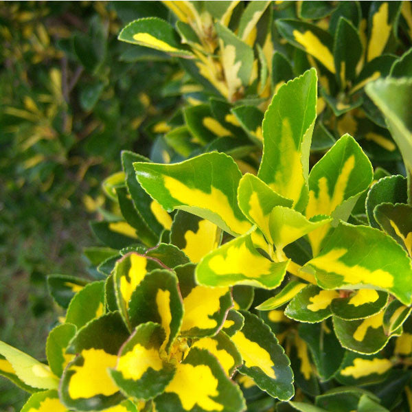 Euonymus 'Gold Spot'