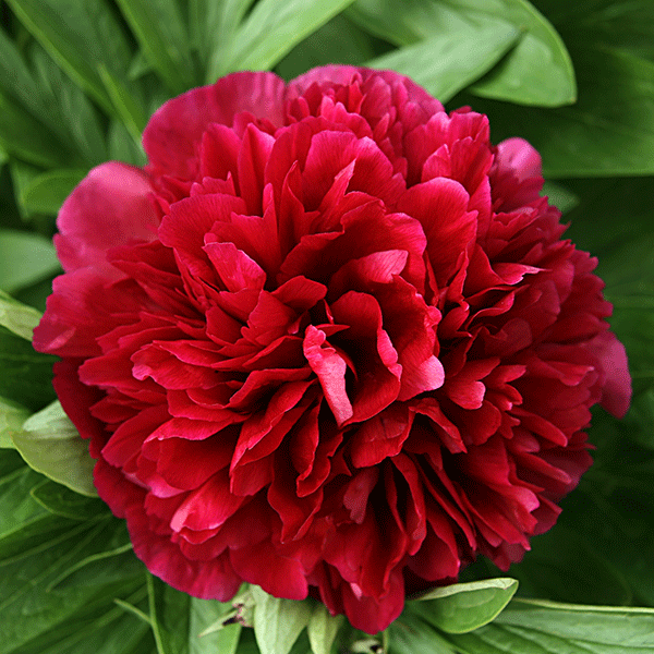 Double Red Peony