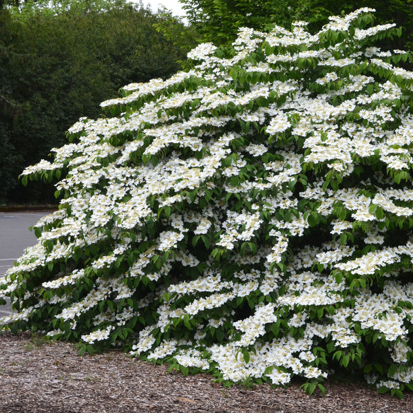 Viburnum ‘Shasta’ - The Greenhouse