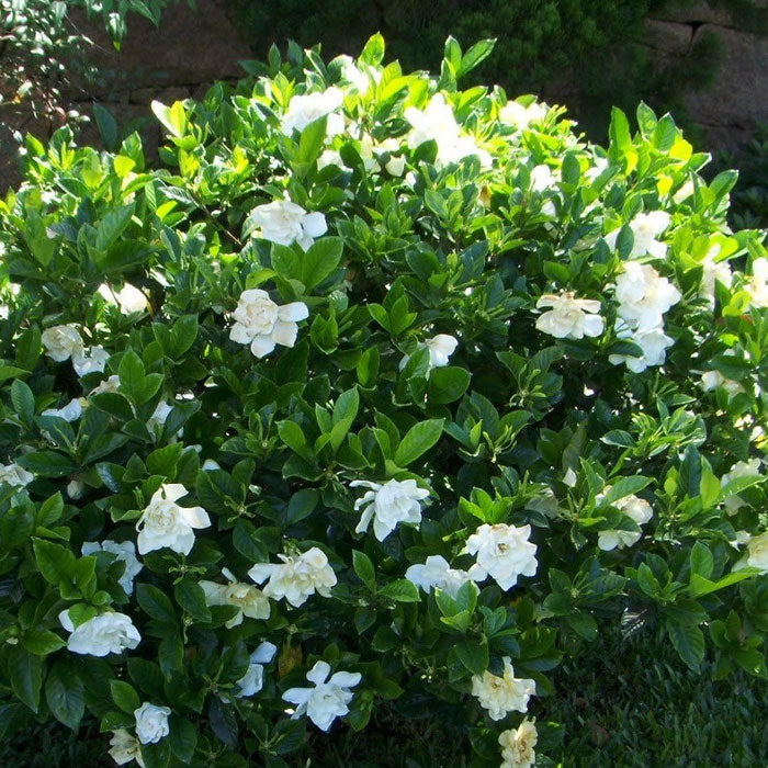 Frost Proof Gardenia