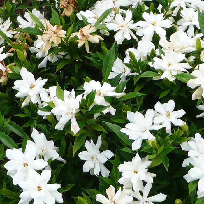 Frost Proof Gardenia