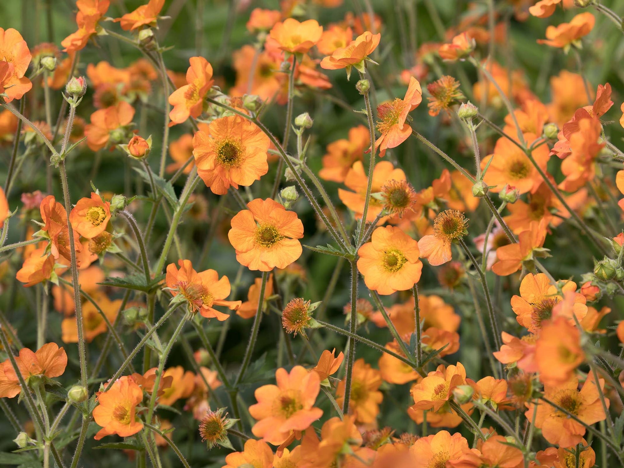 Geum 'Totally Tangerine' - The Greenhouse