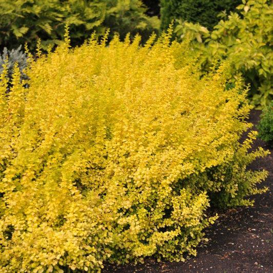 Golden Barberry