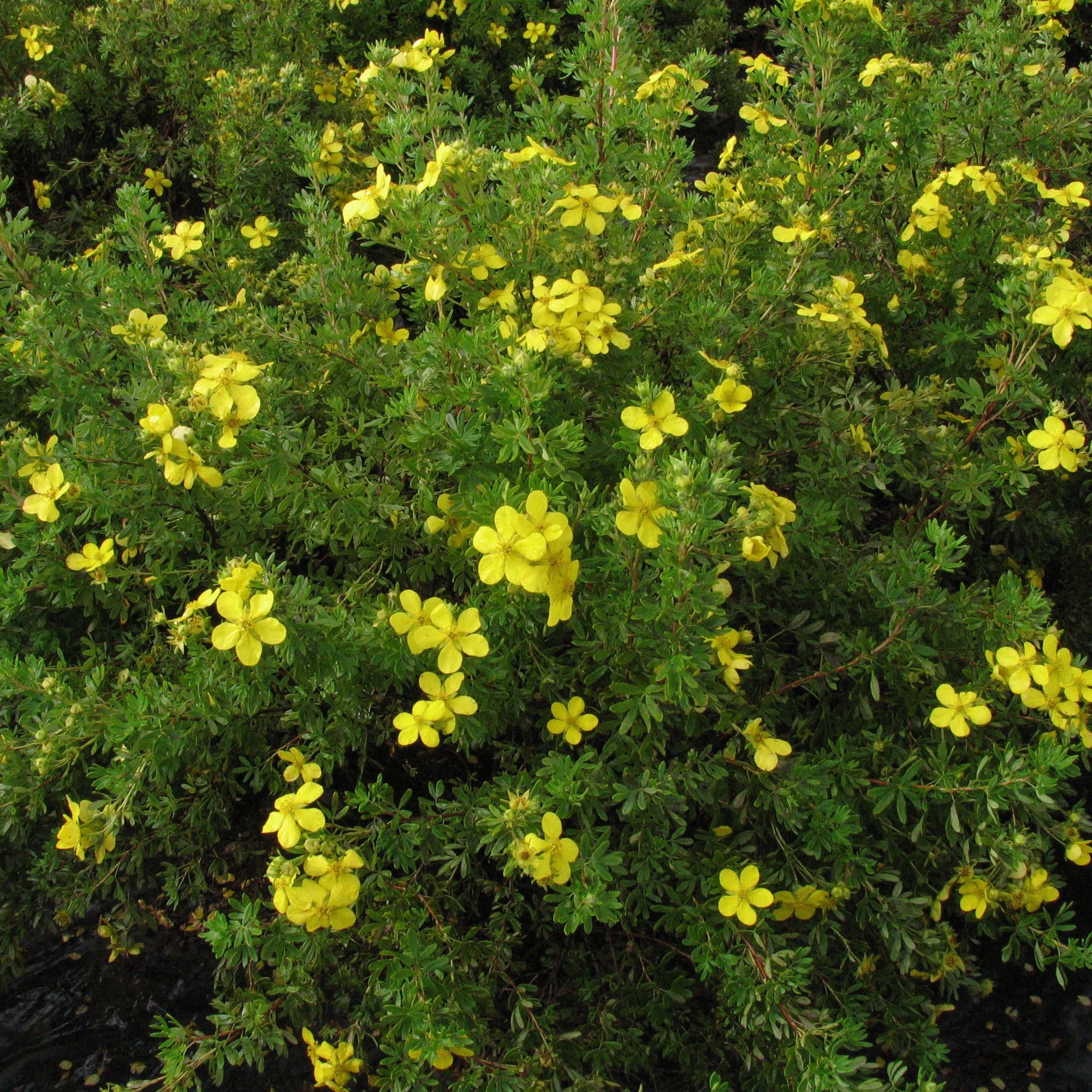 Goldfinger Potentilla