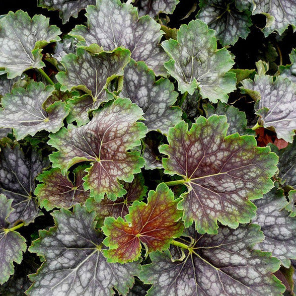 Heuchera &#39;Marvelous Marble&#39;