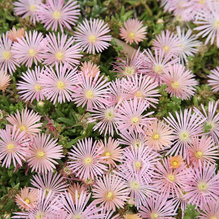 Mesa Verde Ice Plant