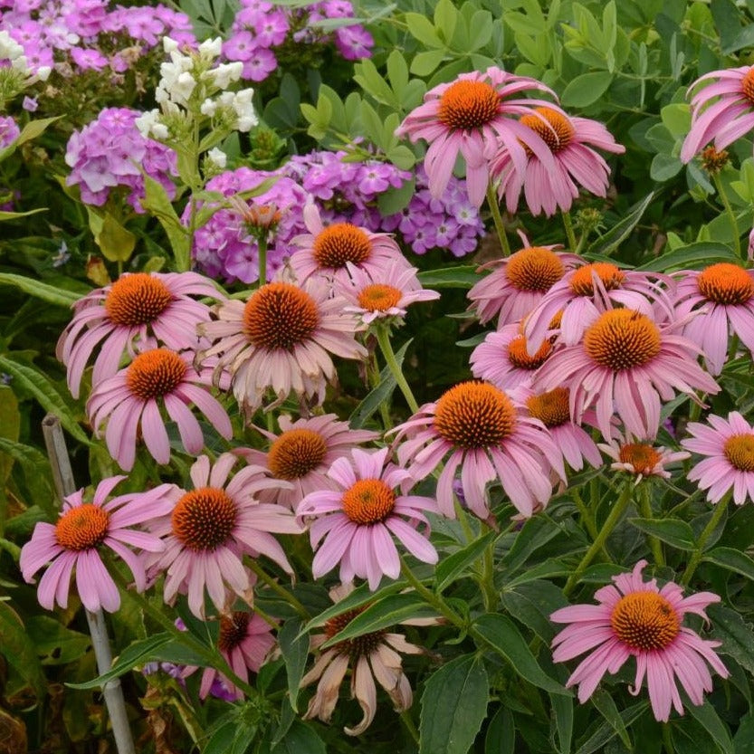 Echinacea Prairie Splendor