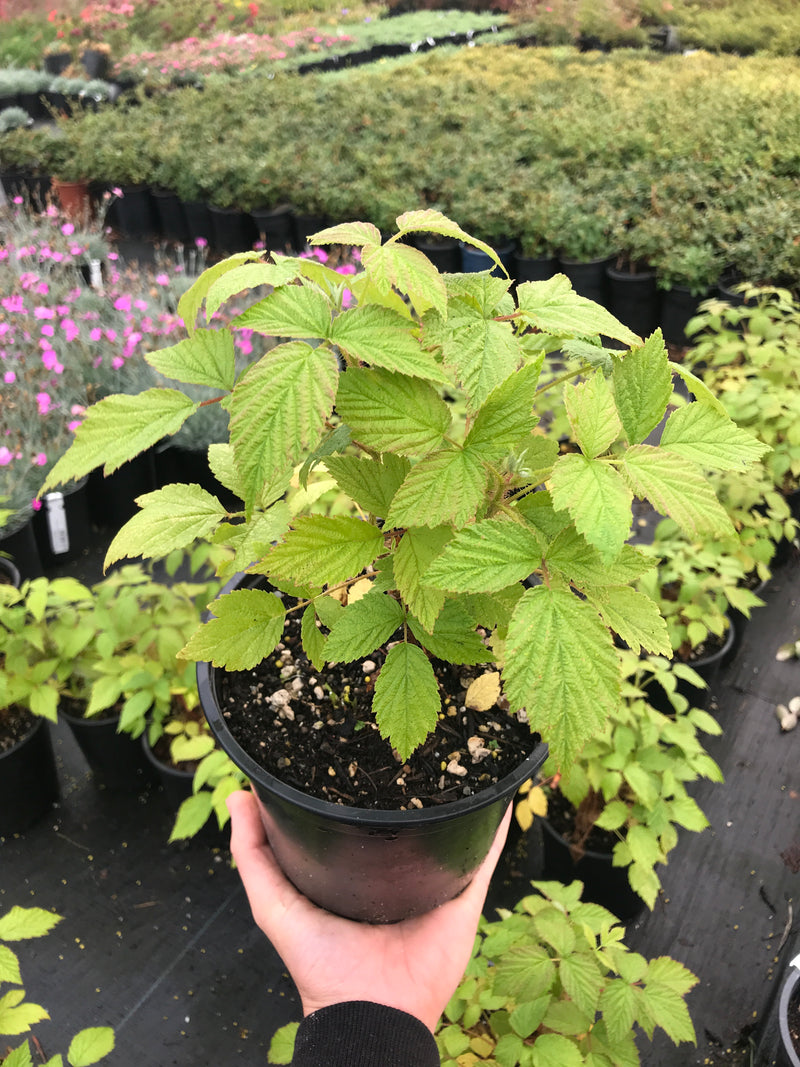 Heritage Everbearing Raspberry - The Greenhouse