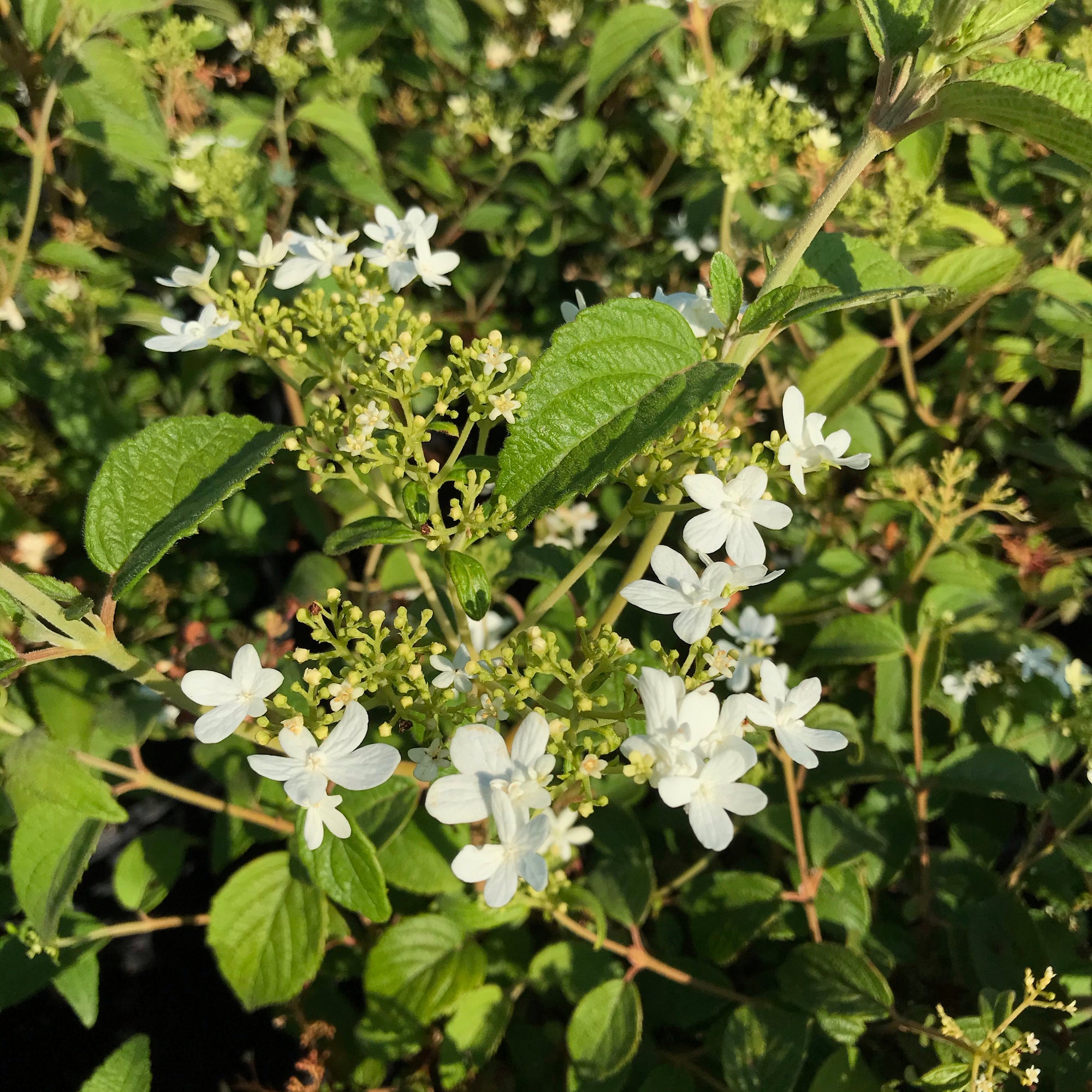 Viburnum 'Summer Snowflake'