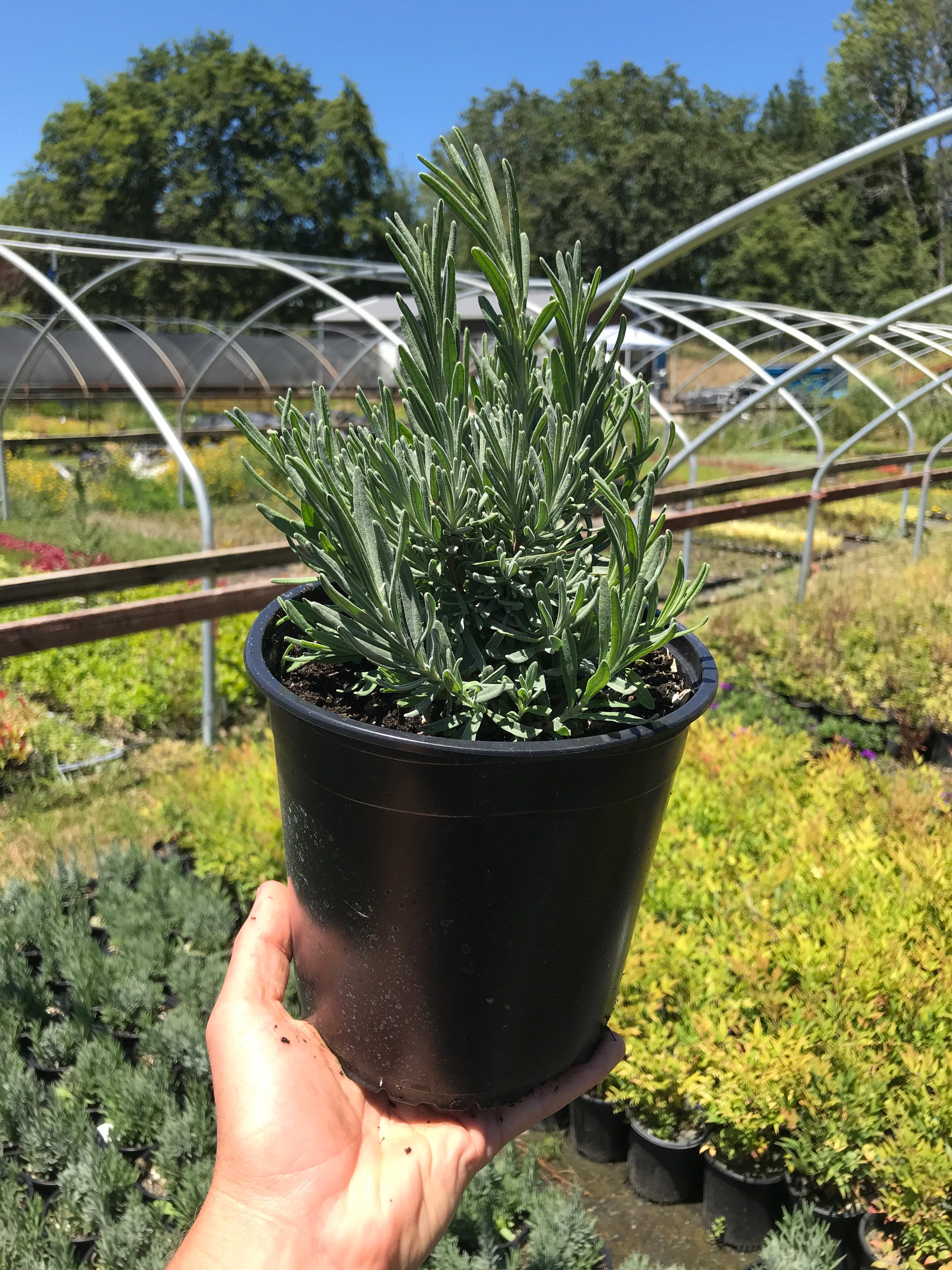 Lavender 'Hidcote Blue'