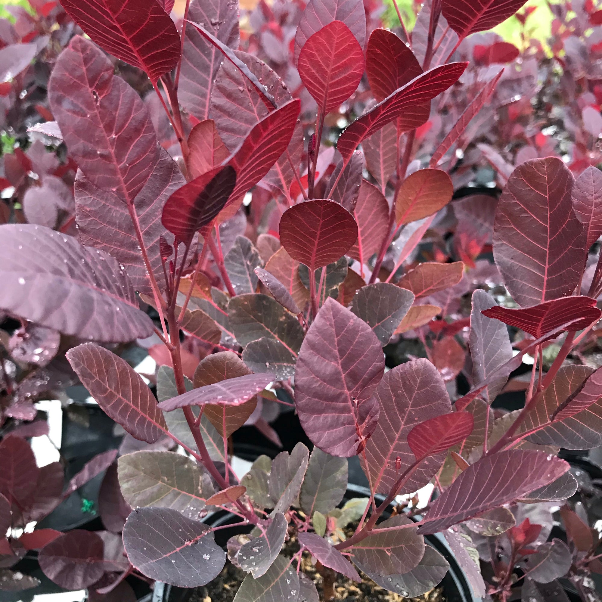 Royal Purple Smoke Tree