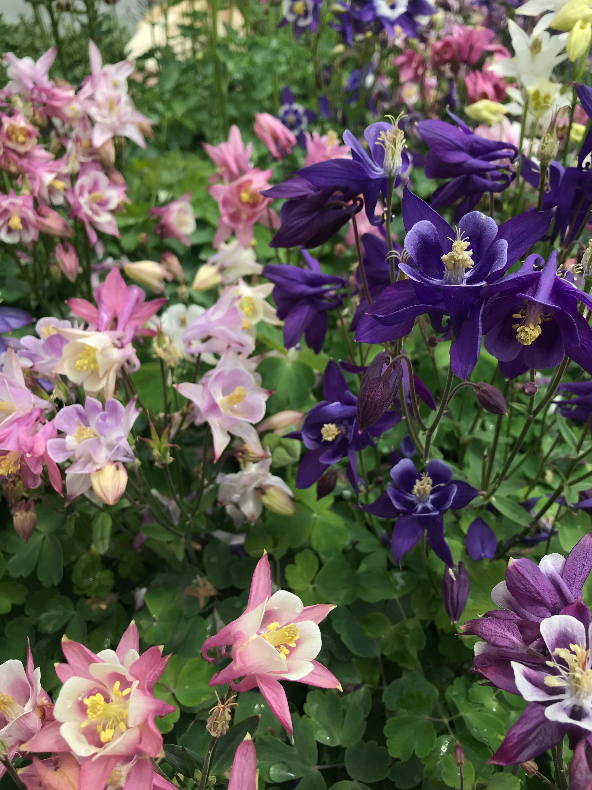 Columbine 'Biedermeier mix'