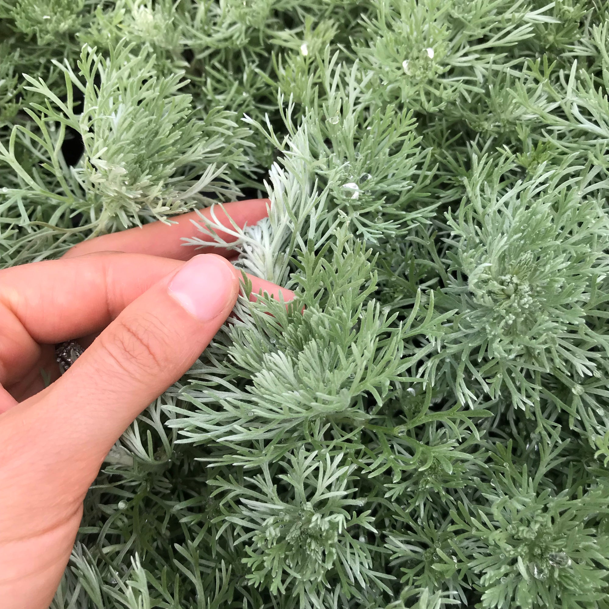 Silver Mound Artemisia