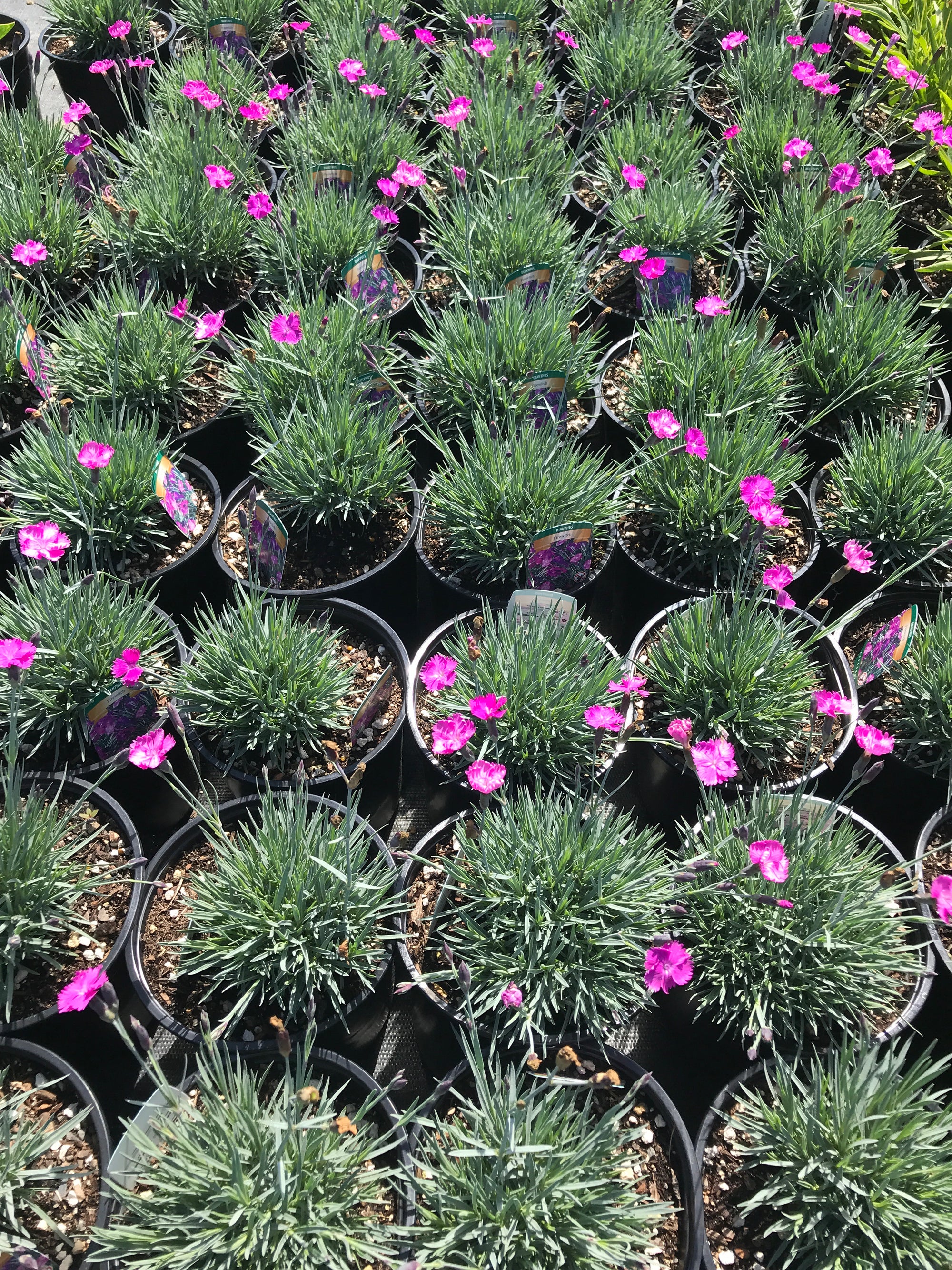 Dianthus 'Firewitch'