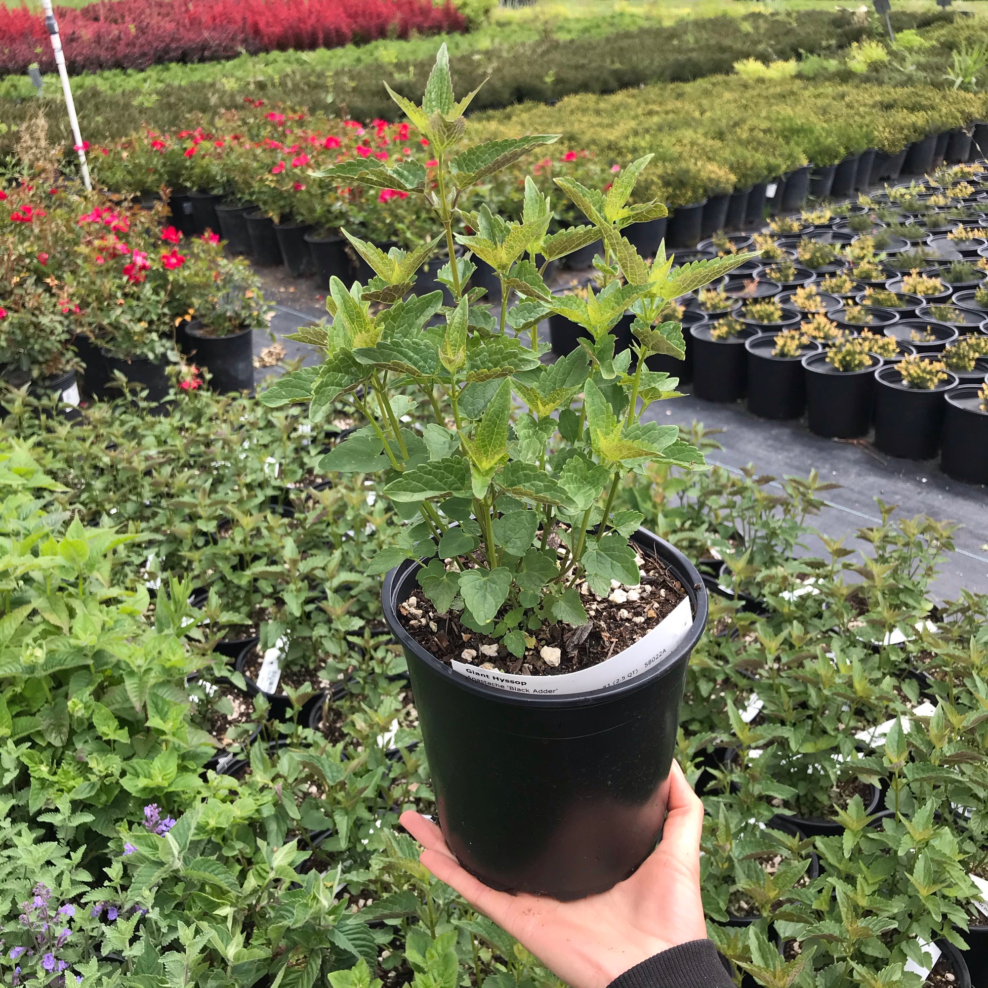 Giant Hyssop 'Black Adder'