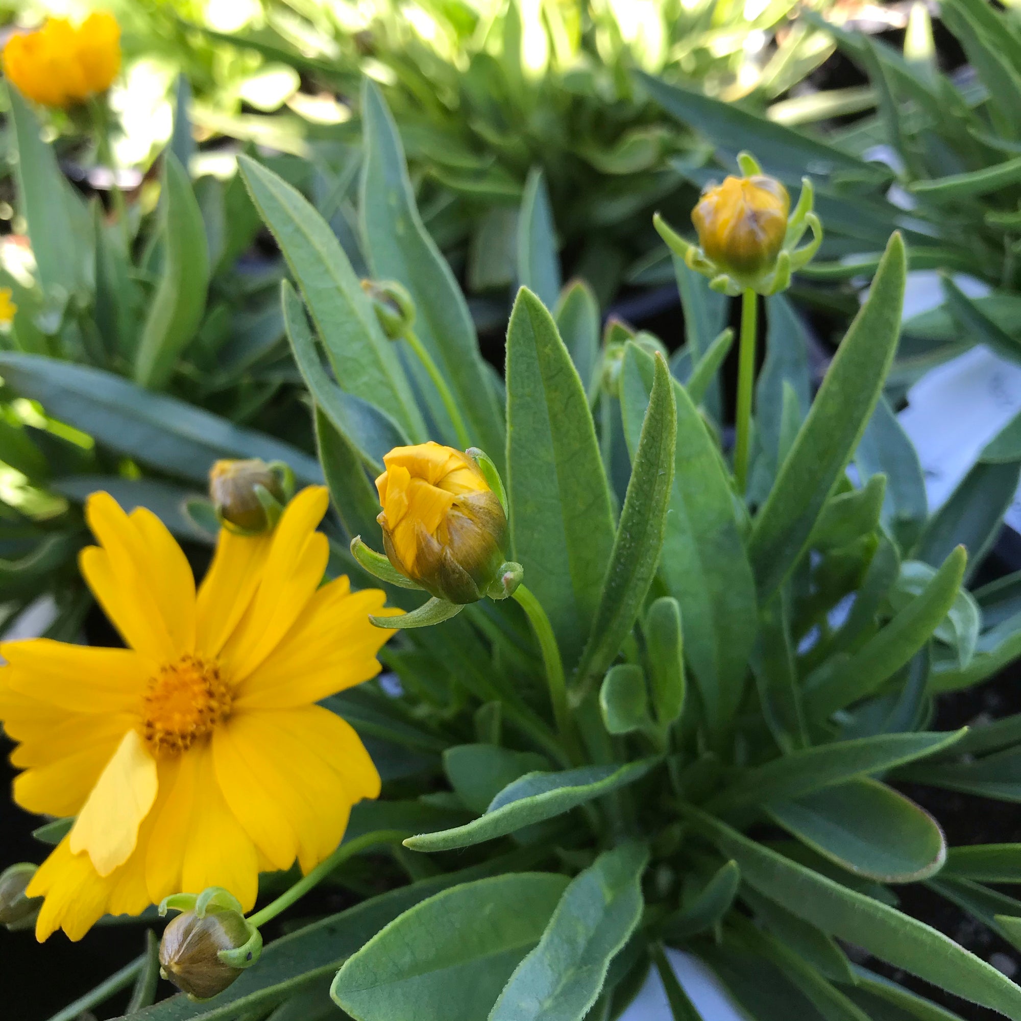 Coreopsis ‘Presto’