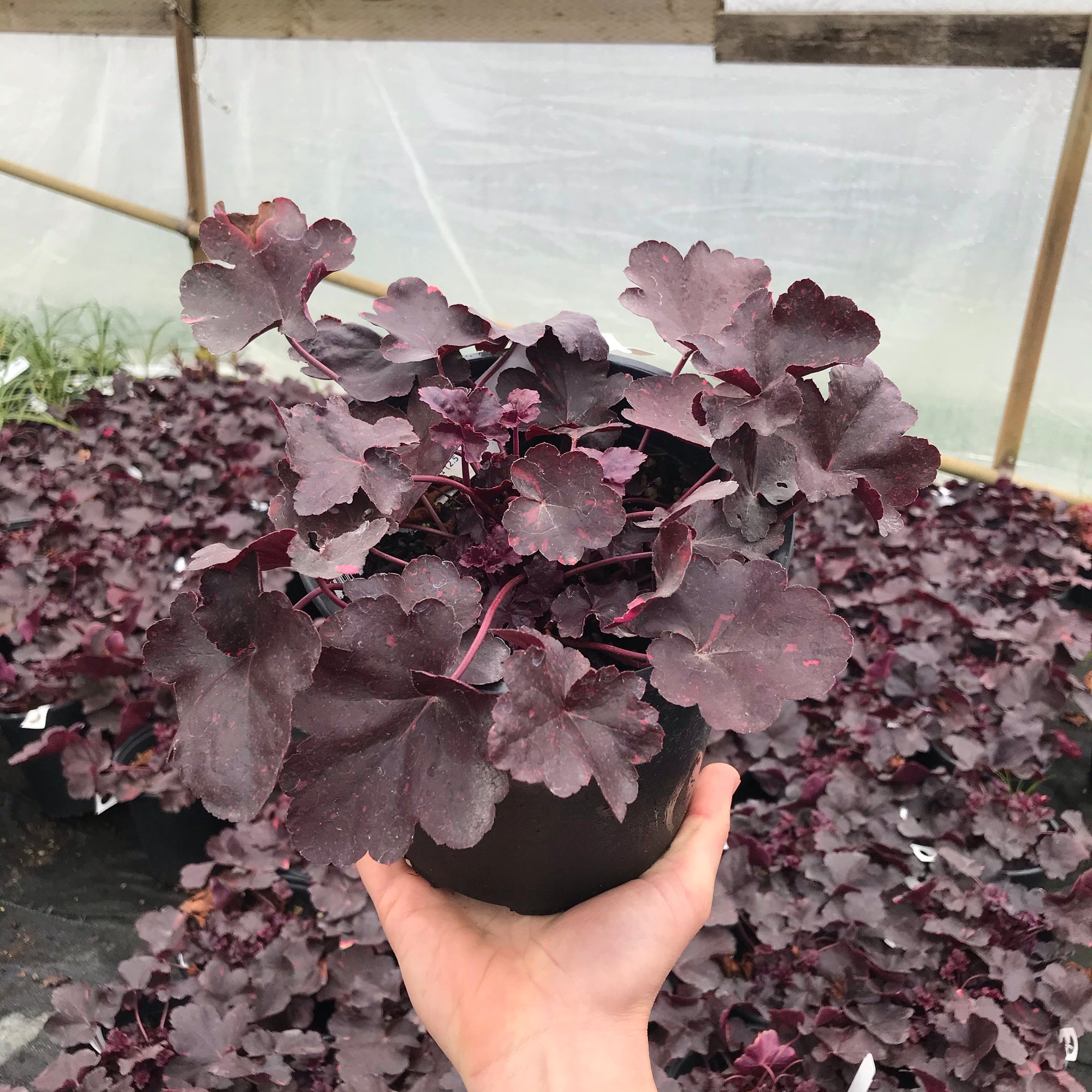 Heuchera Midnight Rose