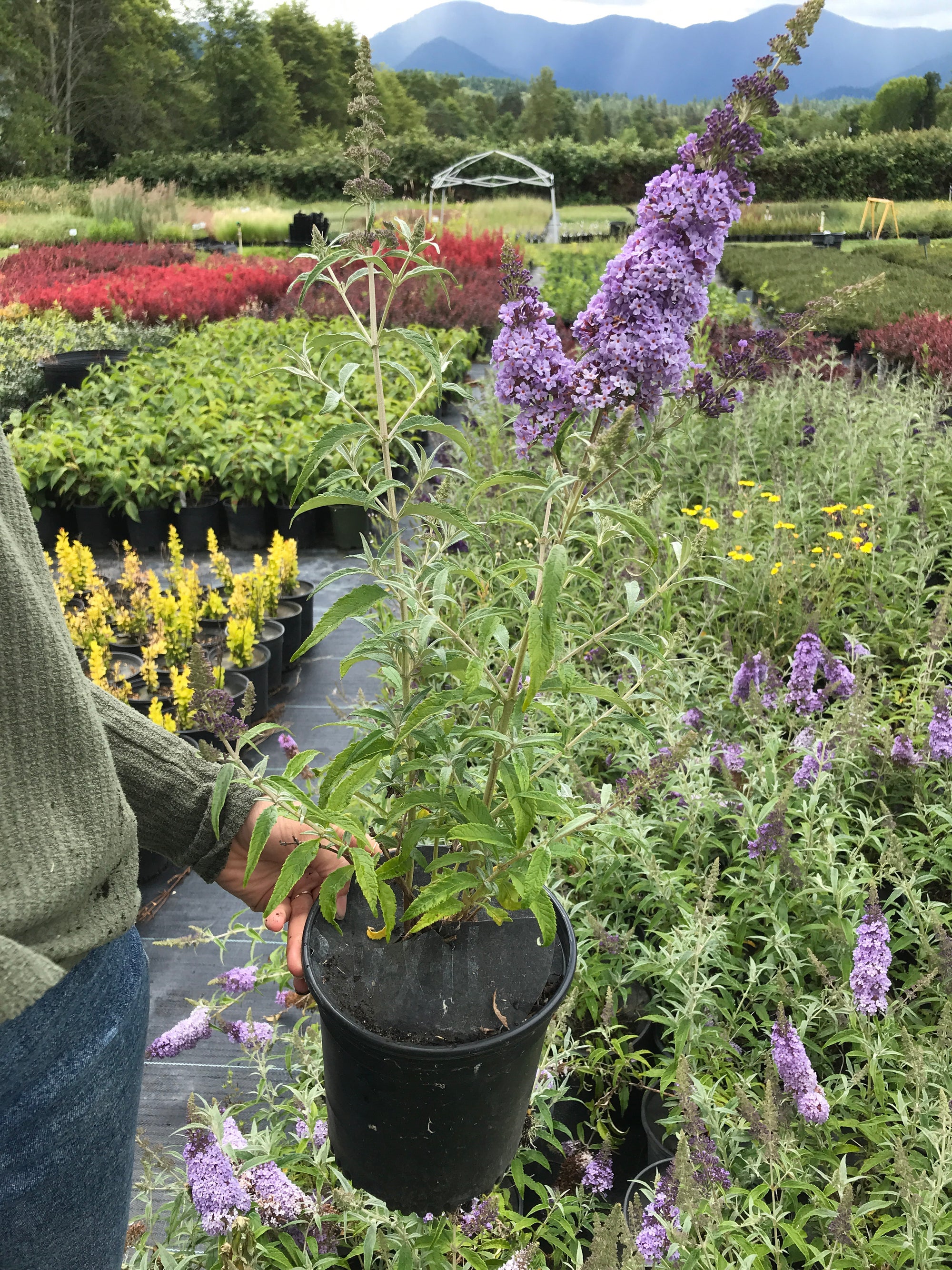 Butterfly Bush 'Buzz™ Sky Blue'