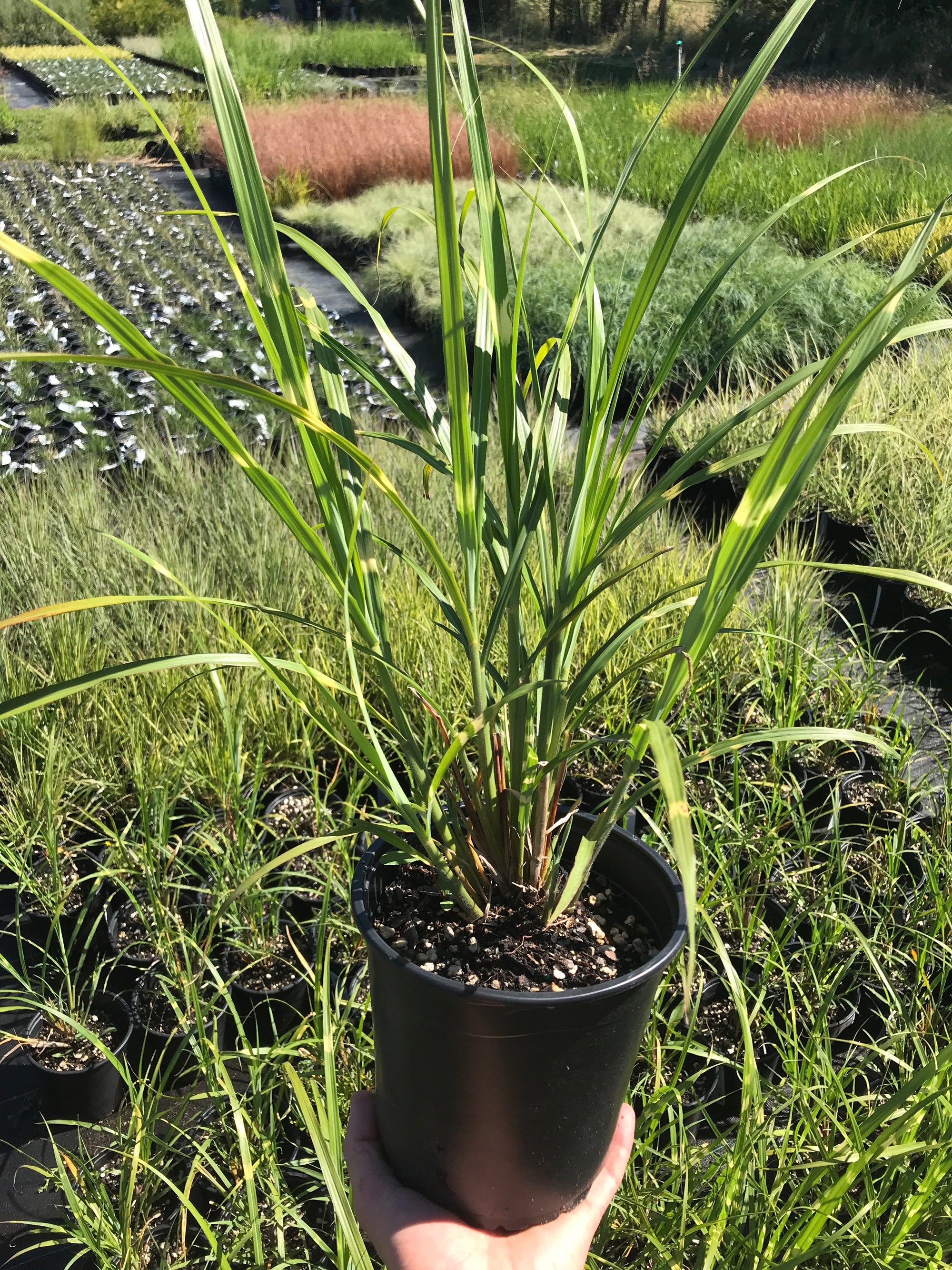 Dwarf Zebra Maiden Grass for Sale Online - The Greenhouse