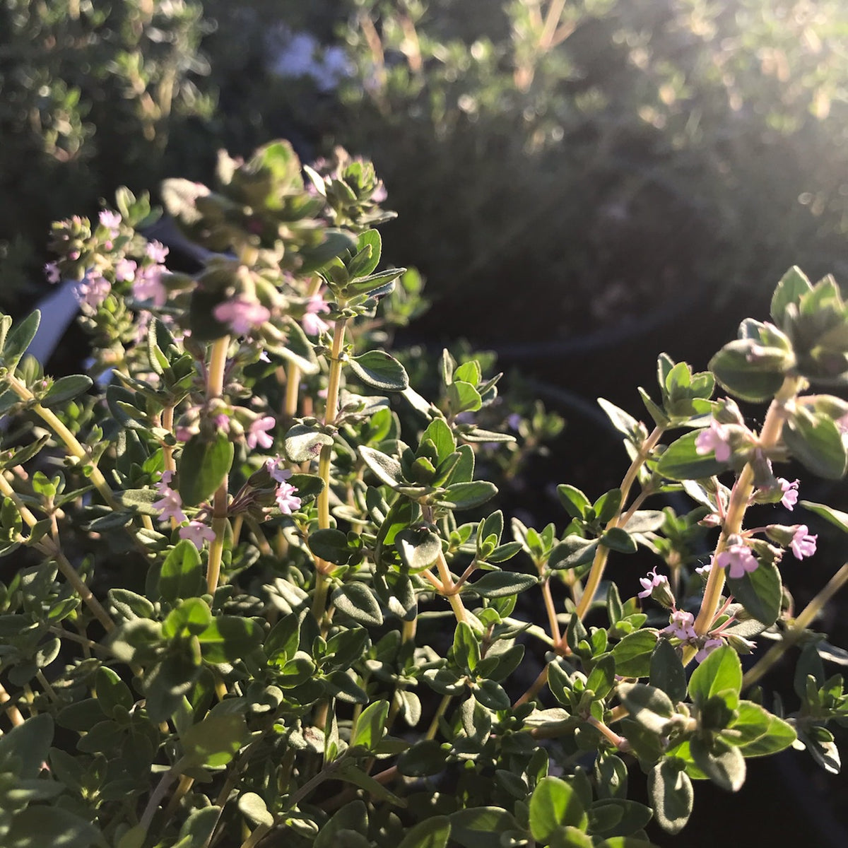 Summer Thyme, Thymus vulgaris