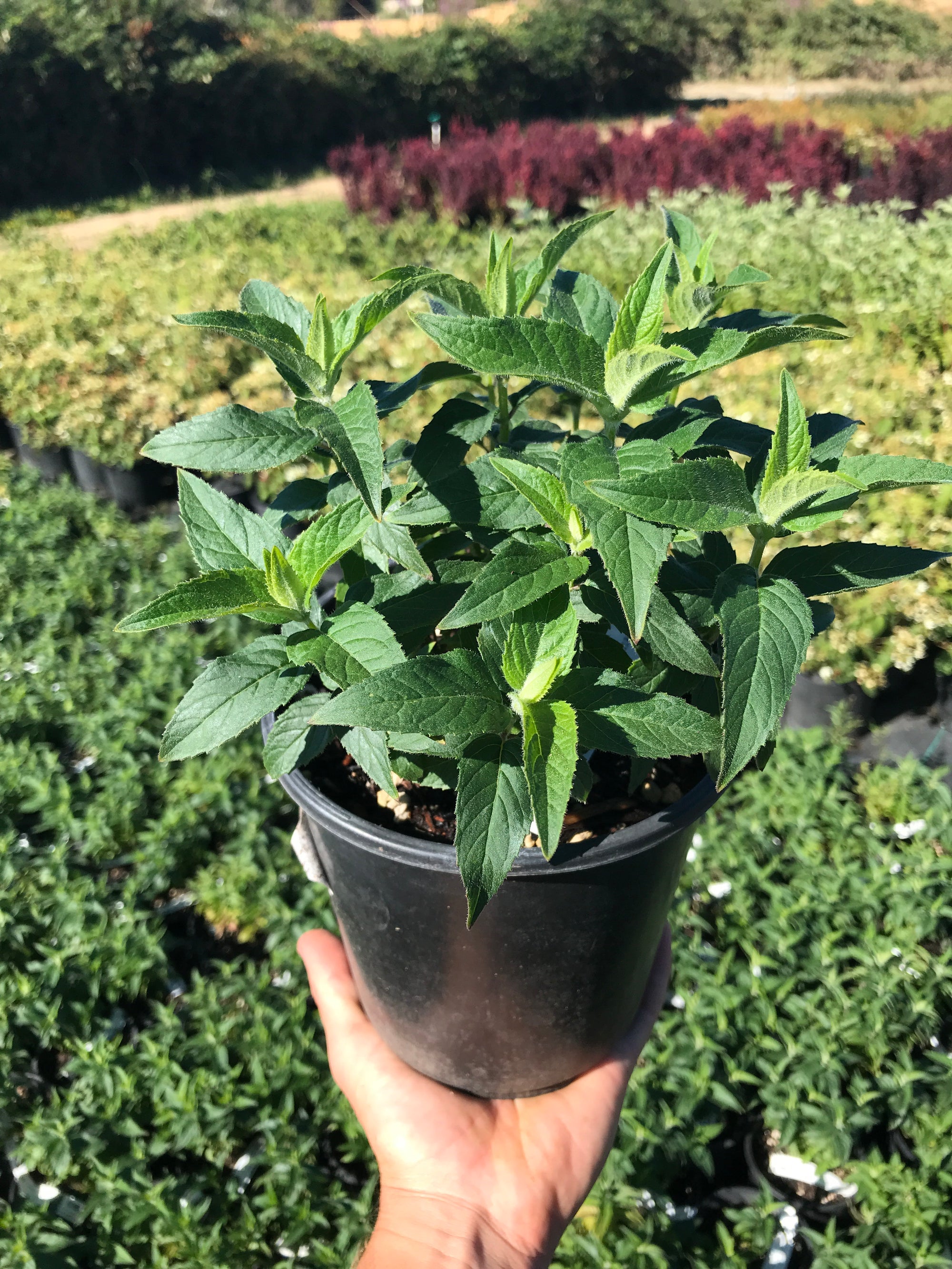 Bee Balm 'Balmy Purple'