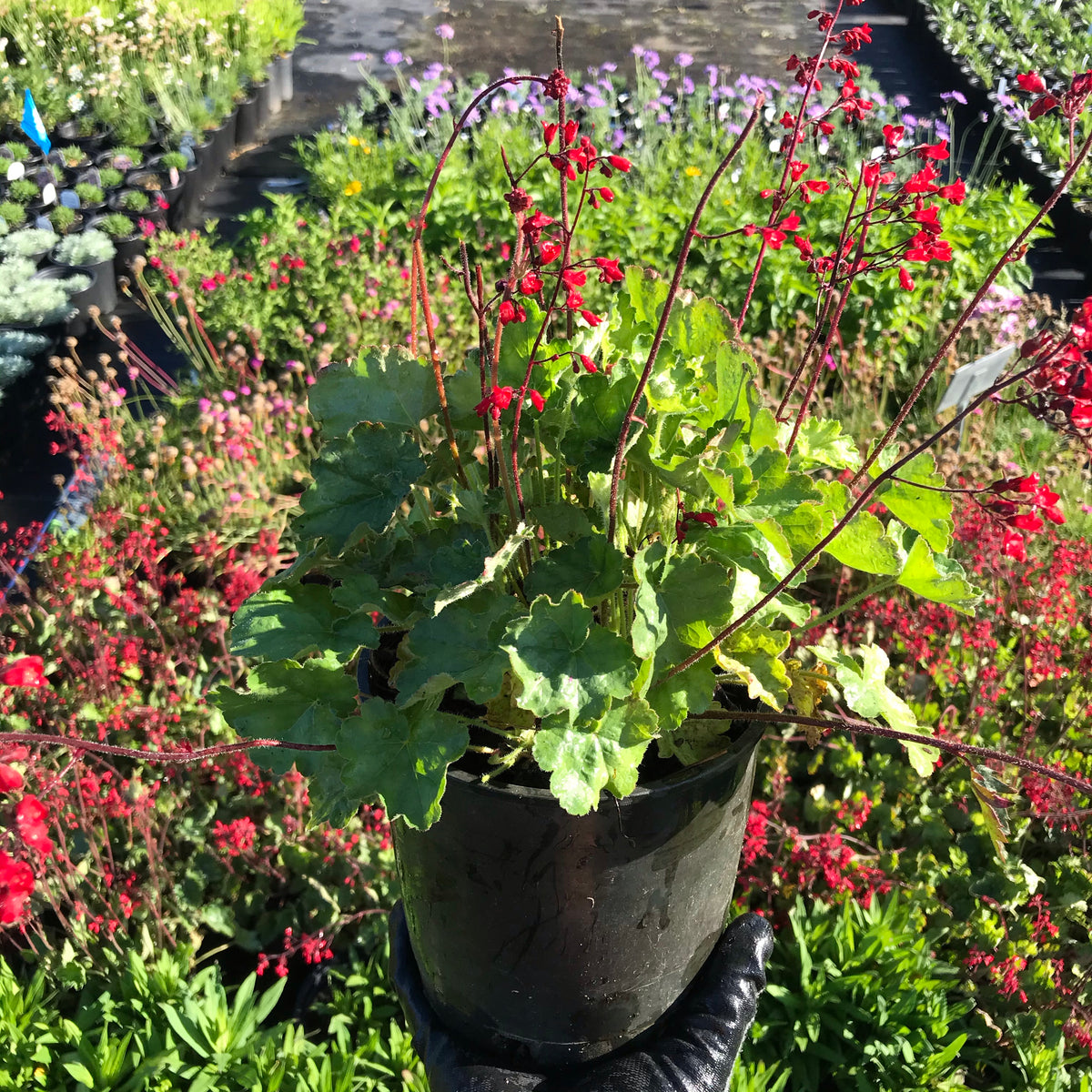 Heuchera &#39;Bressingham&#39;