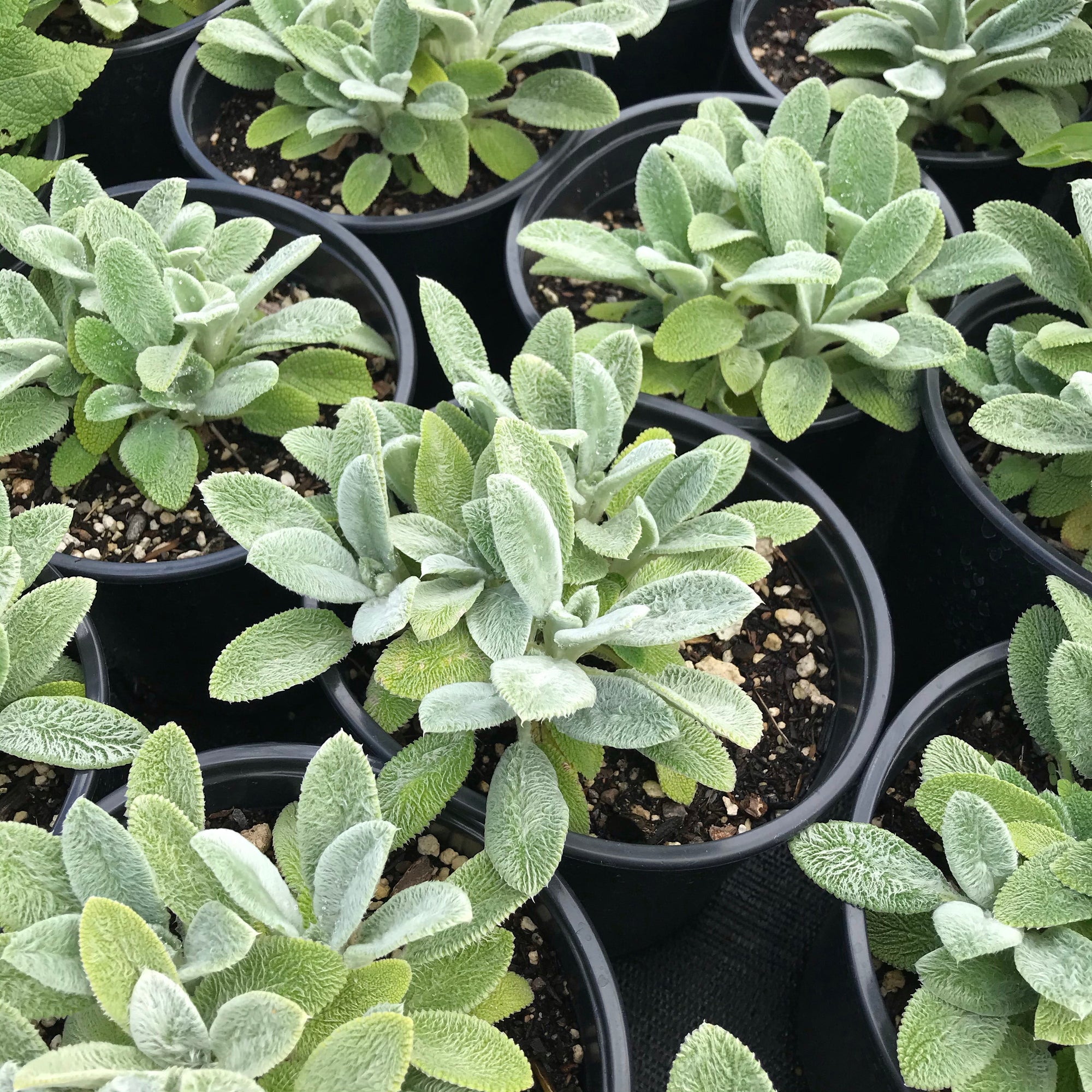 Silver Carpet Lamb's Ear