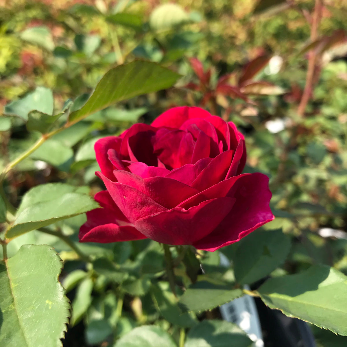 Celestial Night™ Rose - The Greenhouse