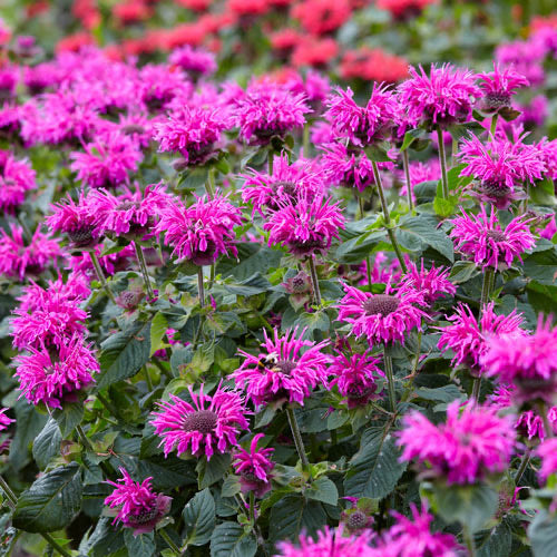 Bee Balm &#39;Bee-Free&#39;