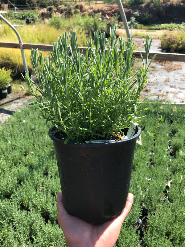 Lavandula stoechas 'Otto Quast' - The Greenhouse