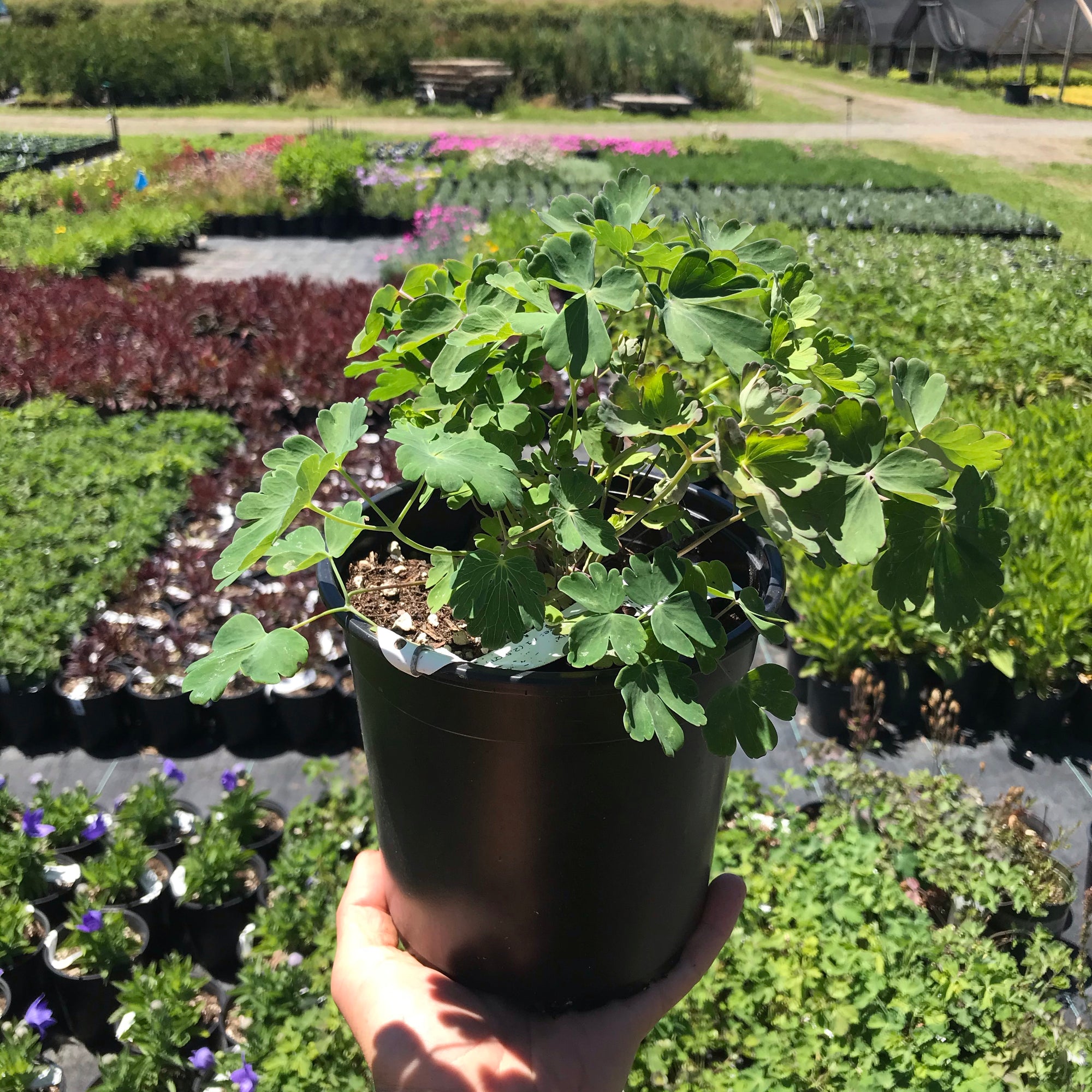 This Origami Pot Grows Along With A Plant's Roots