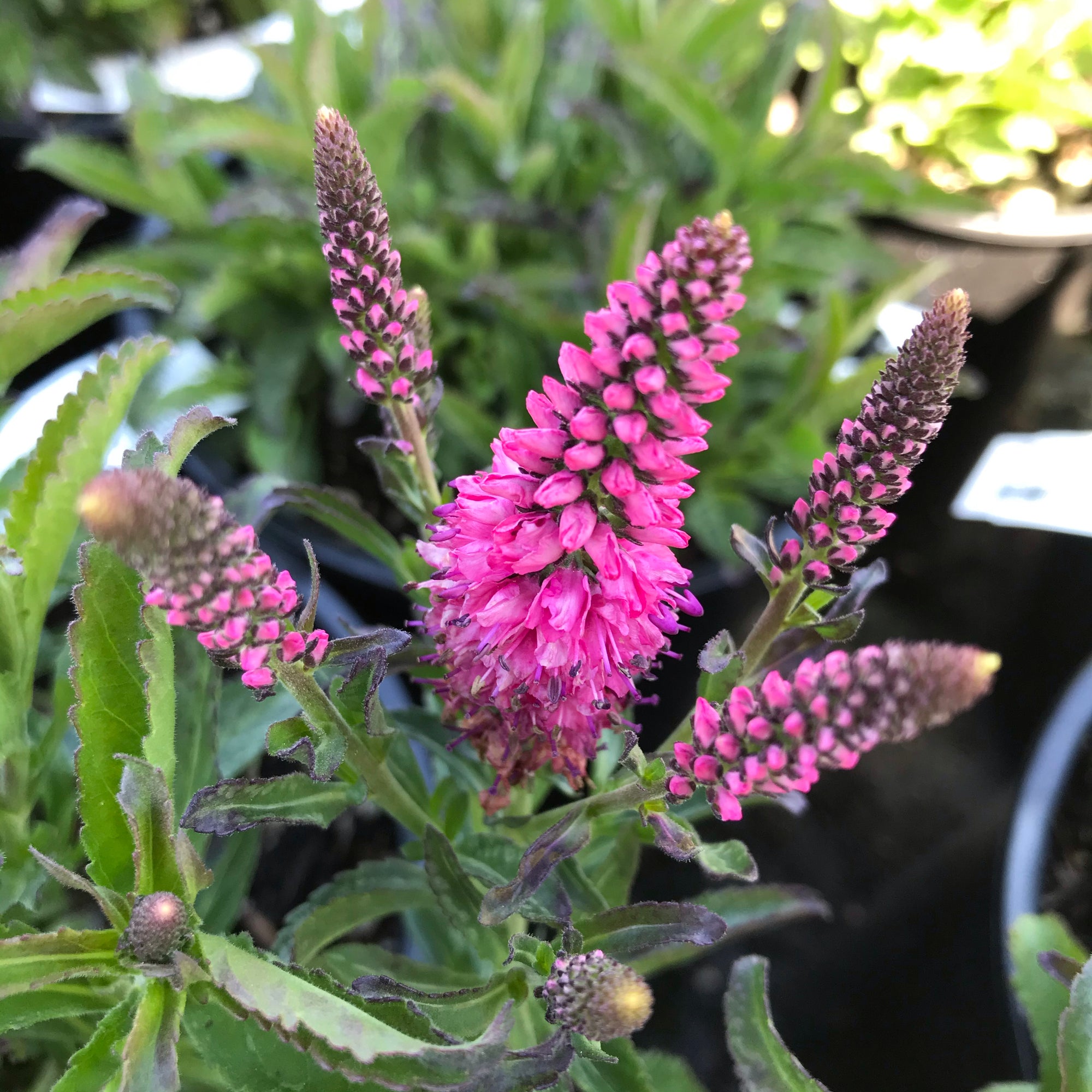 Veronica ‘Bubblegum Candles’