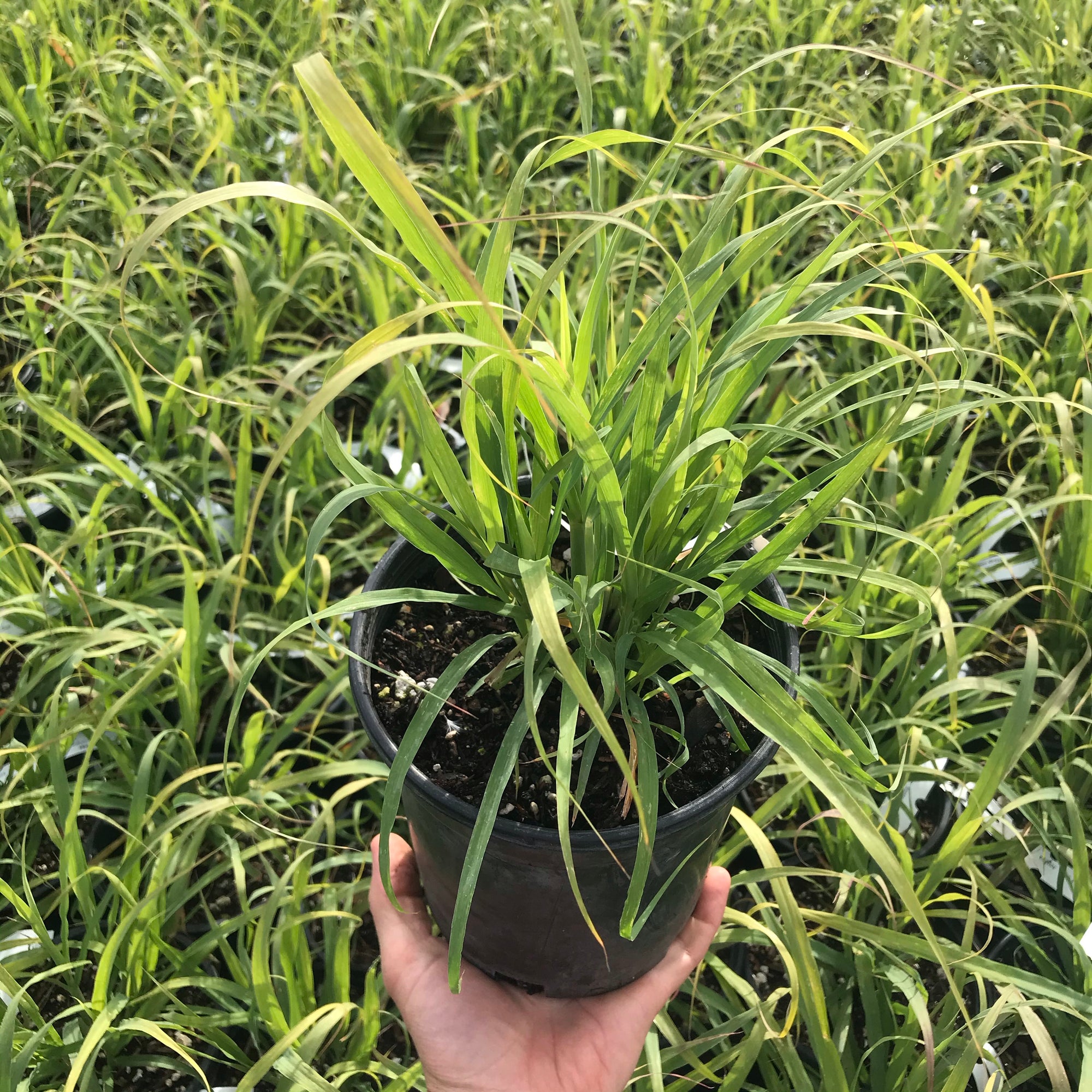 Lemon Grass