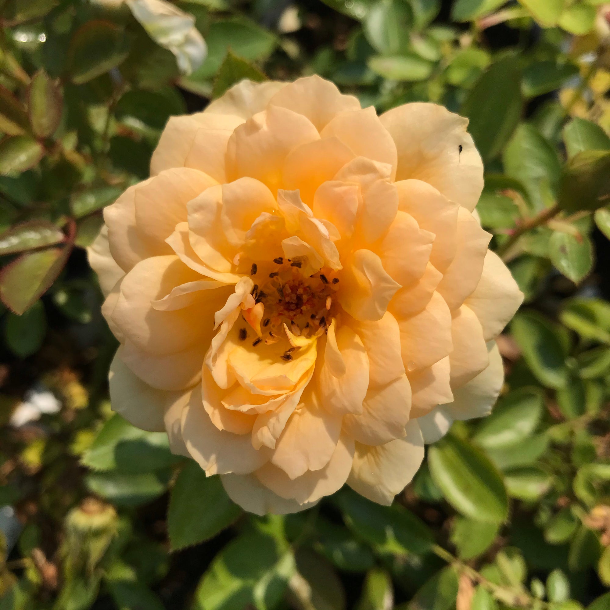 Edith's Darling™ Rose