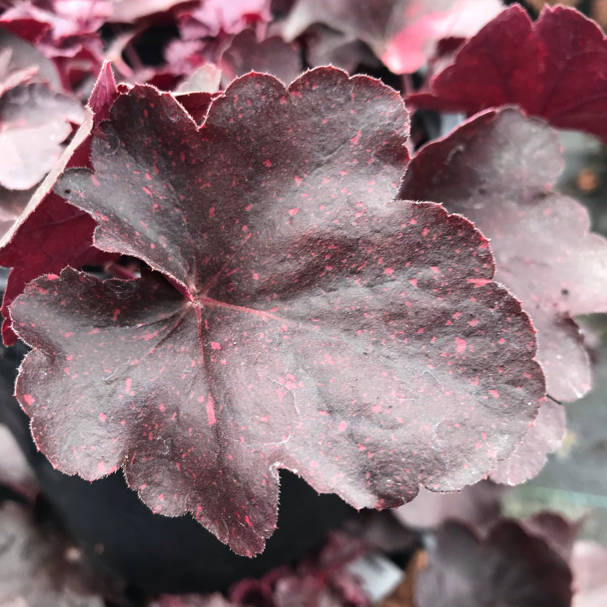 Heuchera Midnight Rose