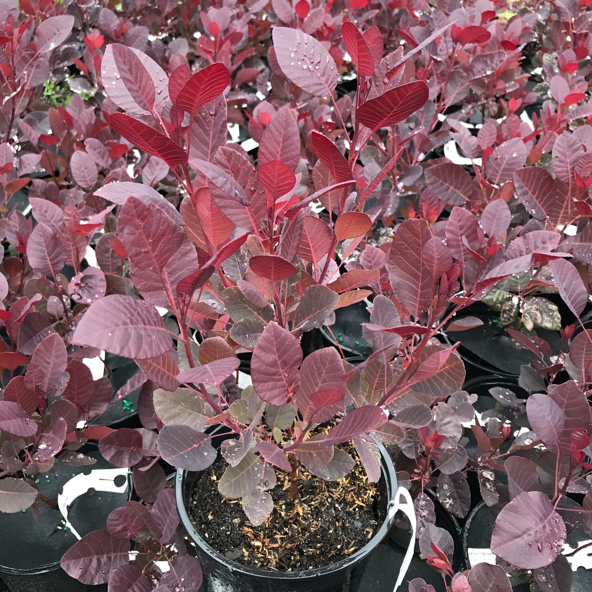 Royal Purple Smoke Tree