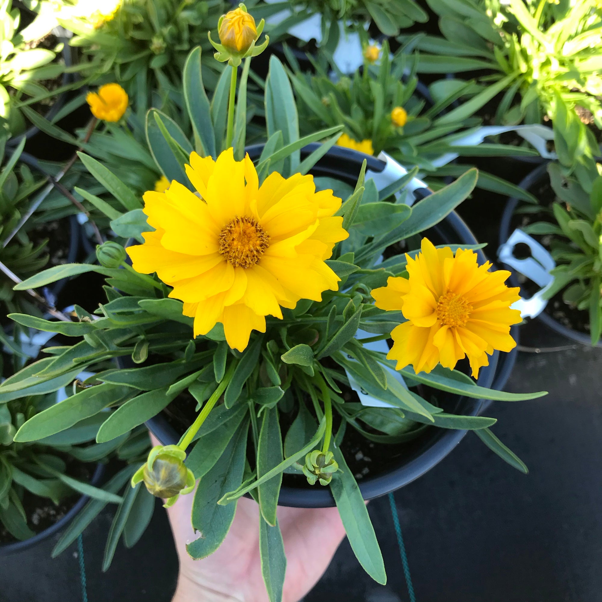 Coreopsis ‘Presto’