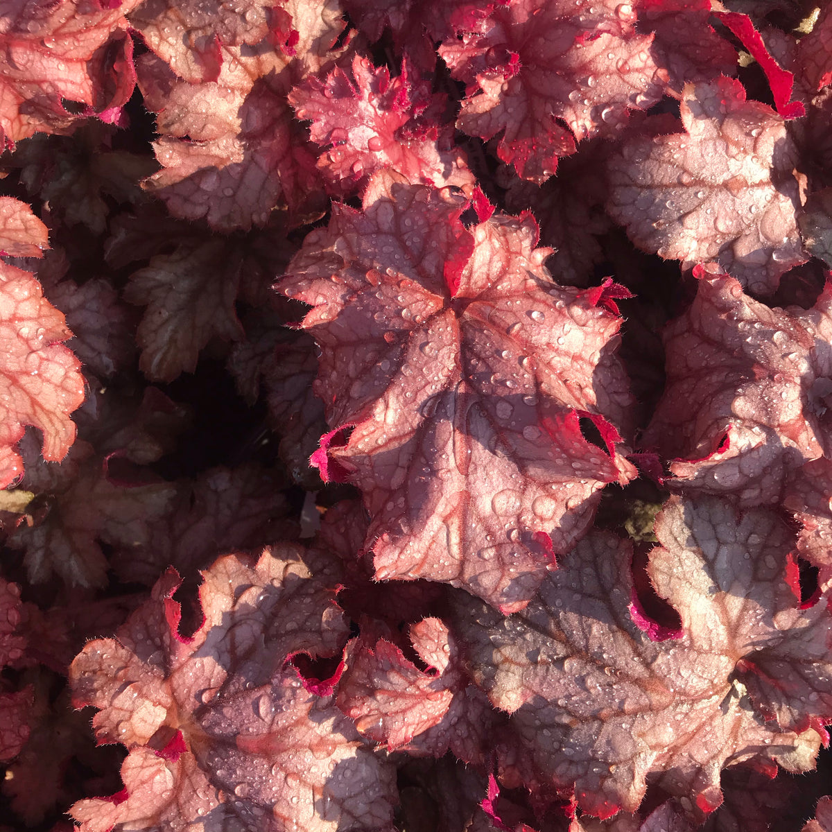 Heuchera &#39;Carnival Peach Parfait&#39;