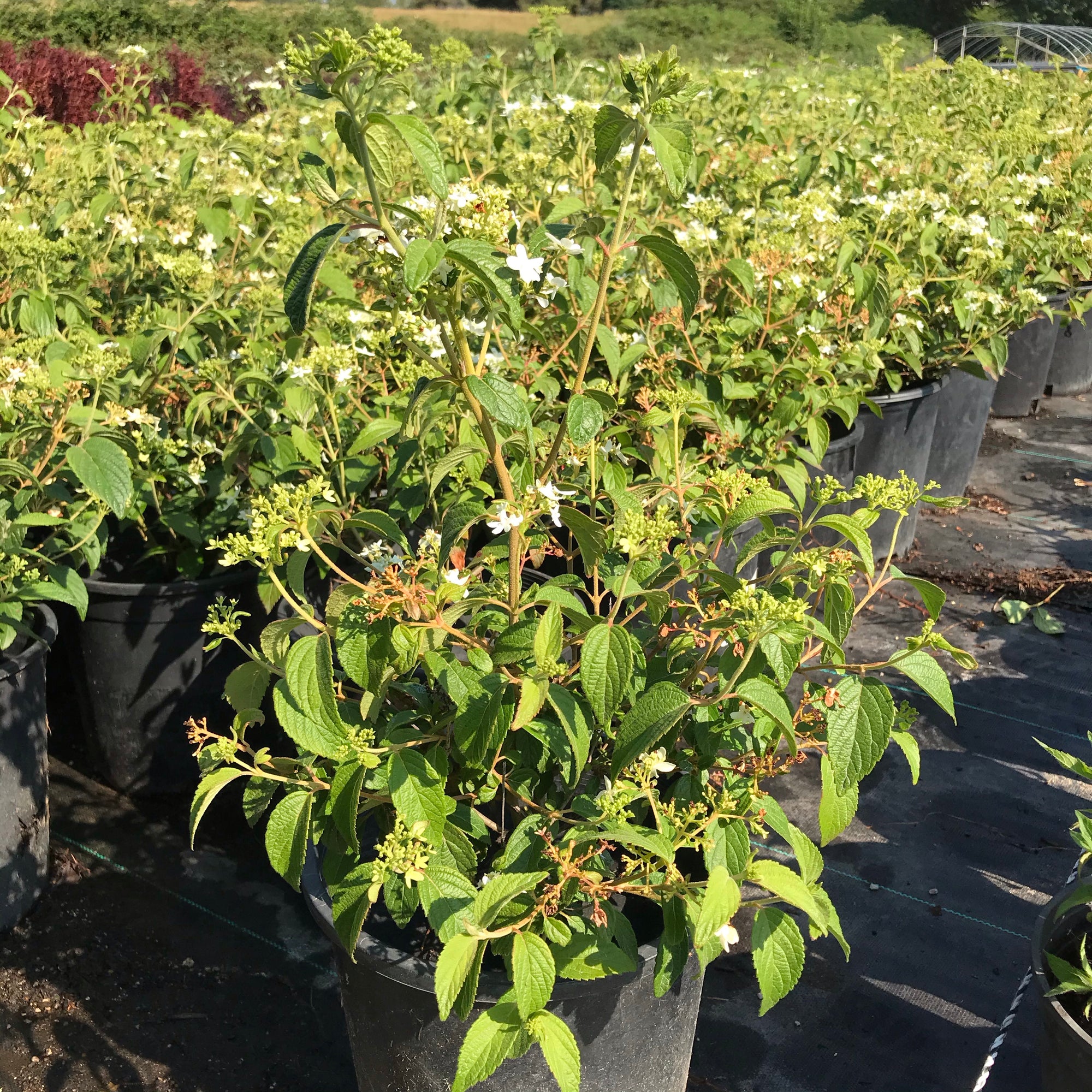 Viburnum 'Summer Snowflake'